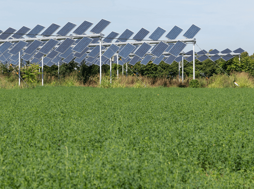 un impianto agrivoltaico, considerato progetto prioritario nel DL Ambiente 2024